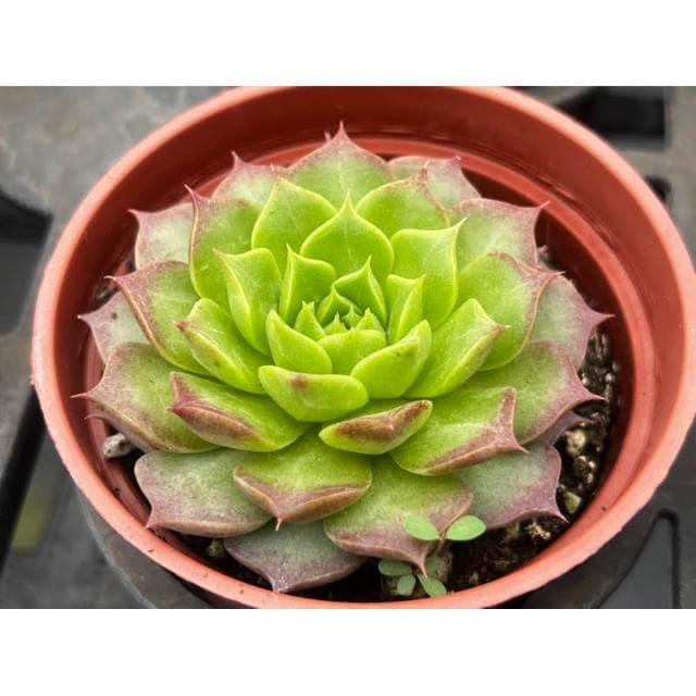 三吋盆 鳳梨球 多肉植物 現貨