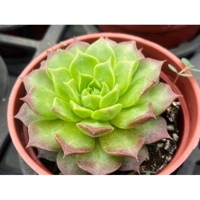 三吋盆 鳳梨球 多肉植物 現貨