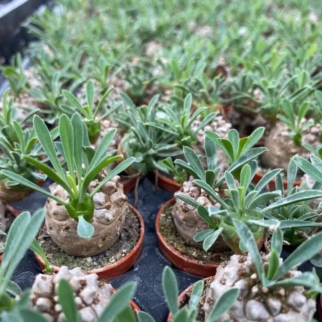 一吋盆 峨嵋山 塊根植物 多肉 現貨