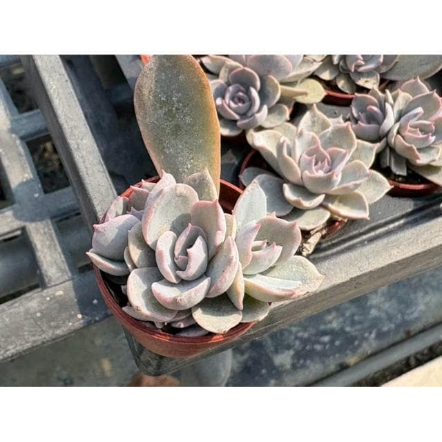 一吋盆 老樂 多肉植物 現貨