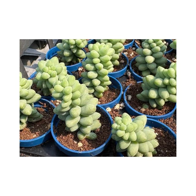 一寸盆 小玉串 多肉植物 現貨