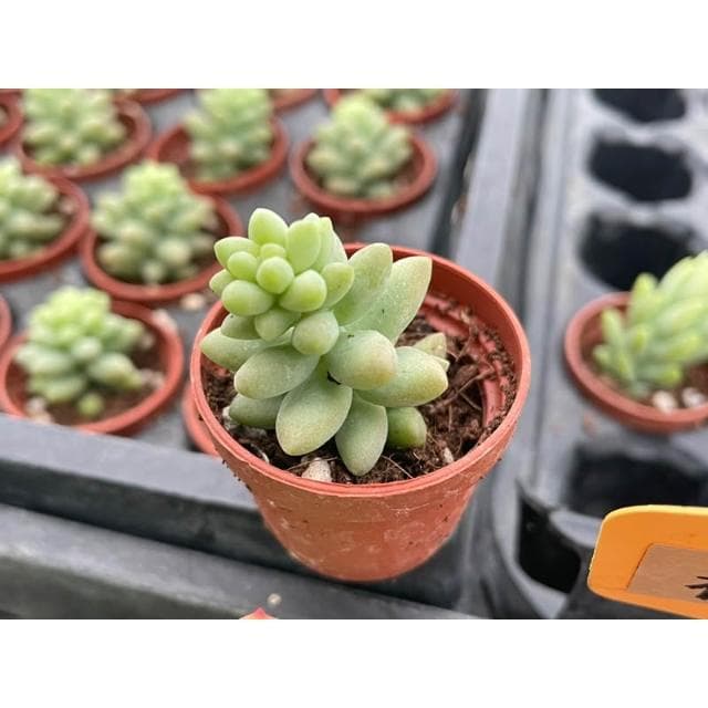 一寸盆 小玉串 多肉植物 現貨