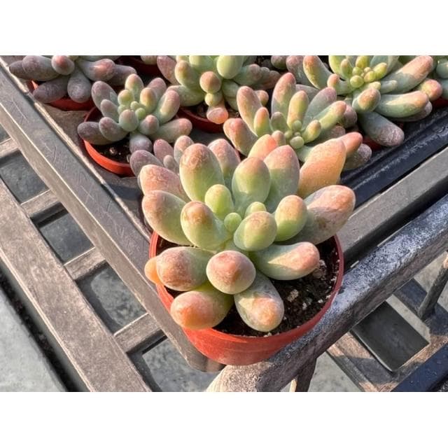一寸盆 乙女星 多肉植物 現貨