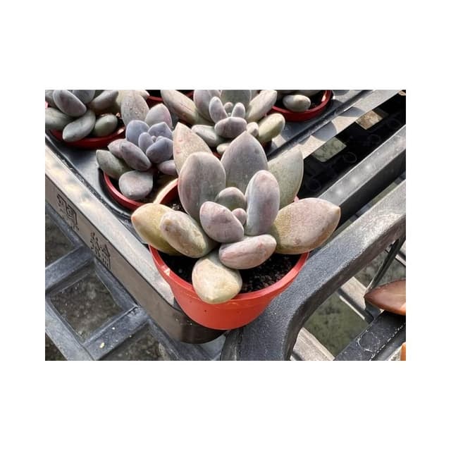 紫麗殿 一寸盆 多肉植物 現貨
