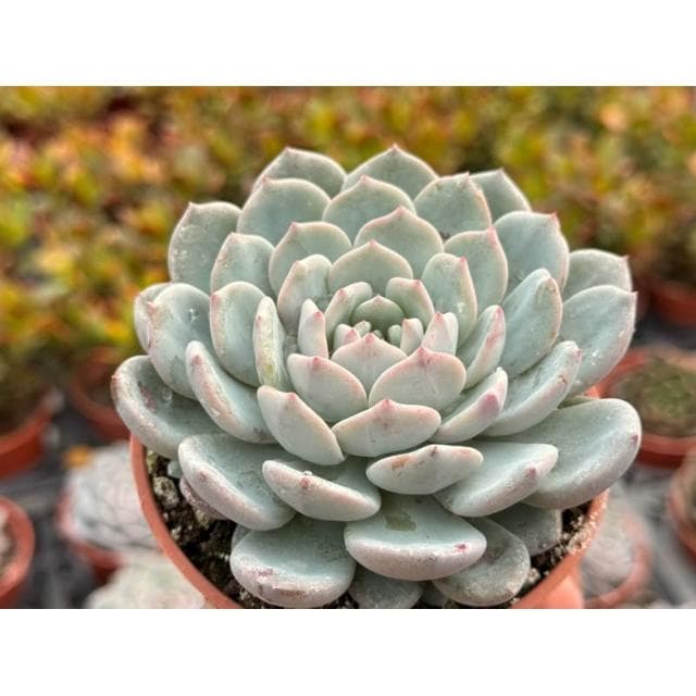 三寸盆 新品🌟拉菲娜 多肉植物 現貨