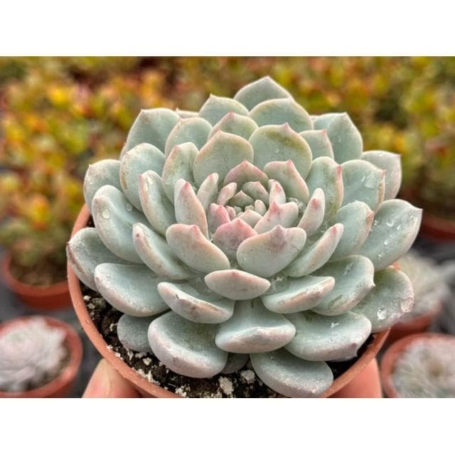 三寸盆 新品🌟拉菲娜 多肉植物 現貨