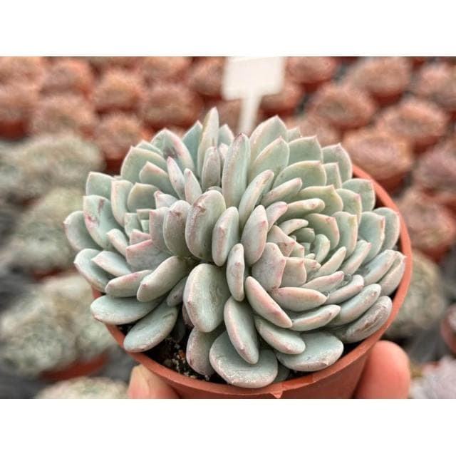 三寸盆 新品🌟拉菲娜 多肉植物 現貨