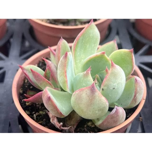 三吋盆 驚鴻之子 多肉植物 現貨