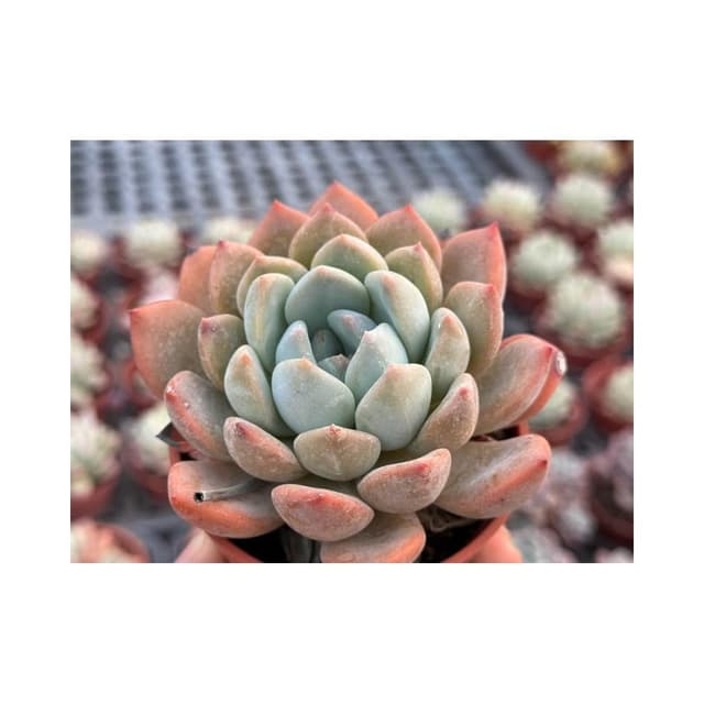 三吋盆 安東尼 多肉植物 現貨
