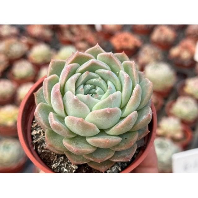 三吋盆 愛情海 多肉植物 現貨