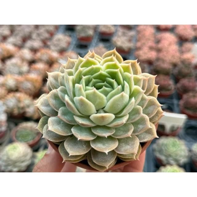 三寸盆 昂斯洛 多肉植物 現貨