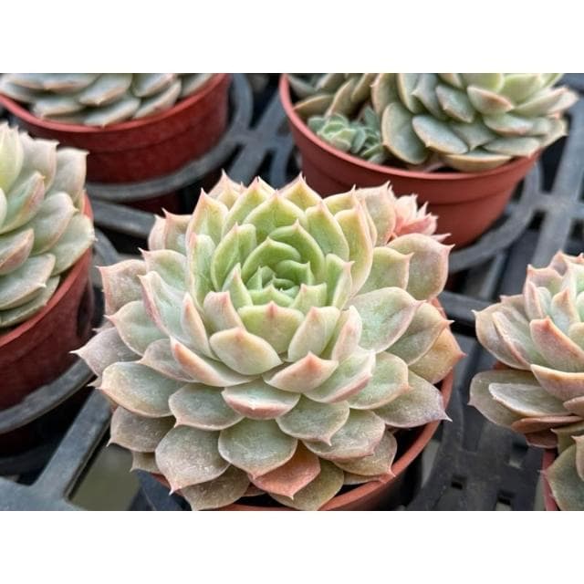 三寸盆 昂斯洛 多肉植物 現貨