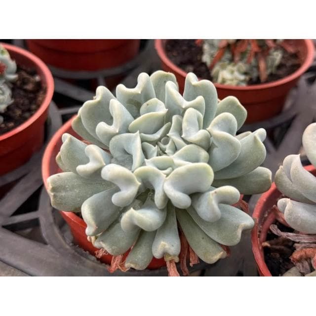 三寸盆 特葉玉蝶 多肉植物 現貨