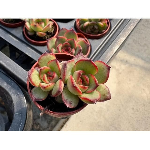 三寸盆 寶麗安娜 多肉植物 現貨