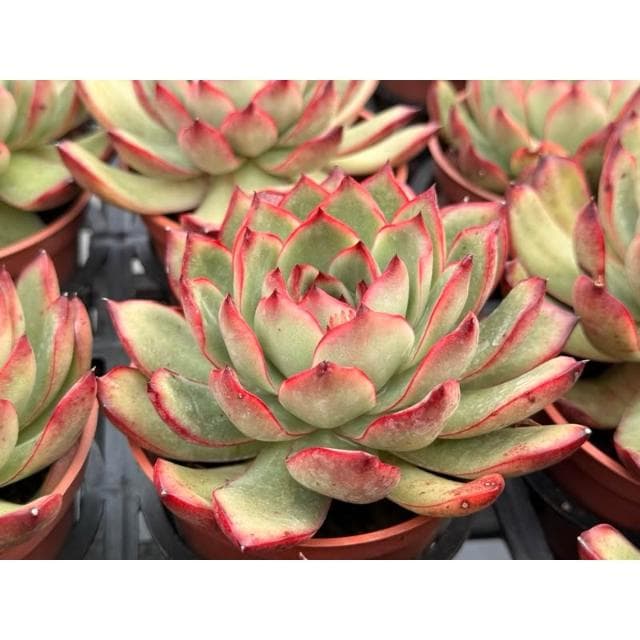 三寸盆 寶麗安娜 多肉植物 現貨