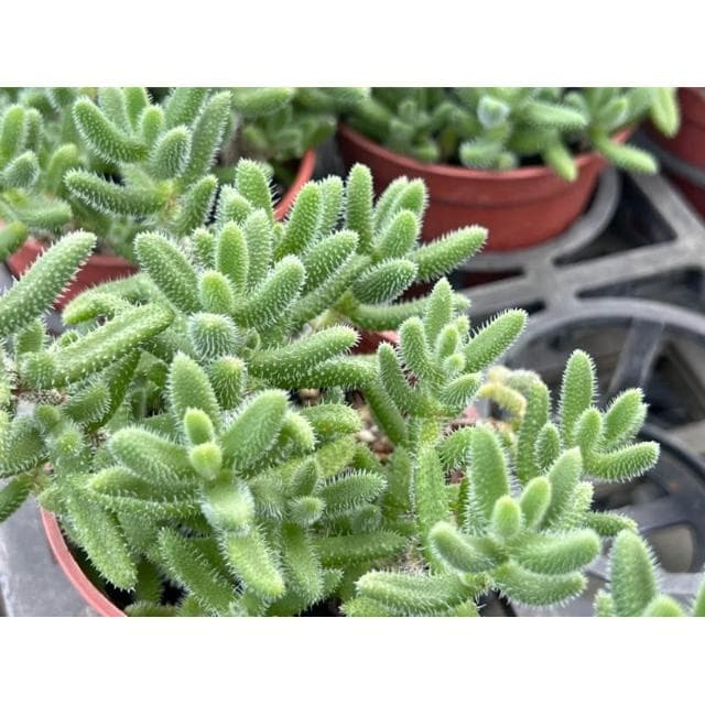 三寸盆 雷同 多肉植物 現貨