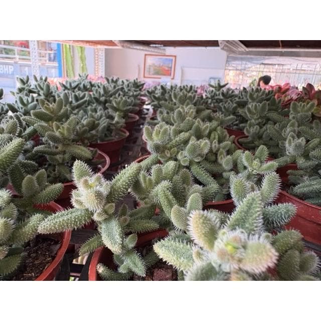 三寸盆 雷同 多肉植物 現貨