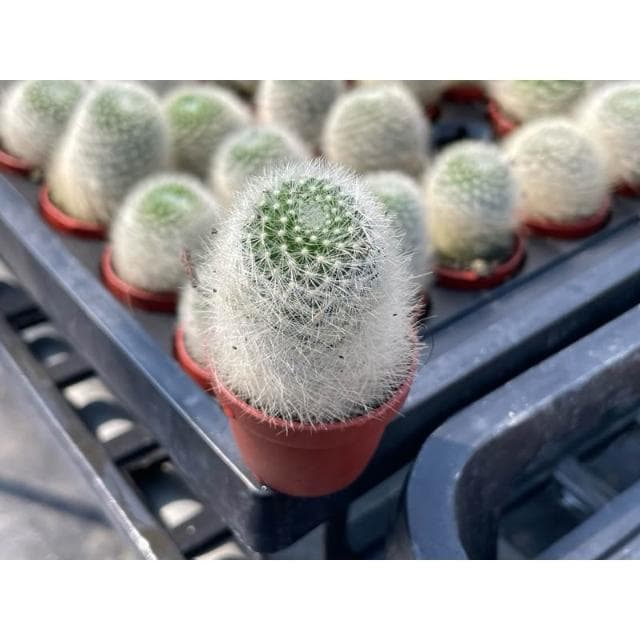 三寸盆 白象丸 仙人掌植物 現貨