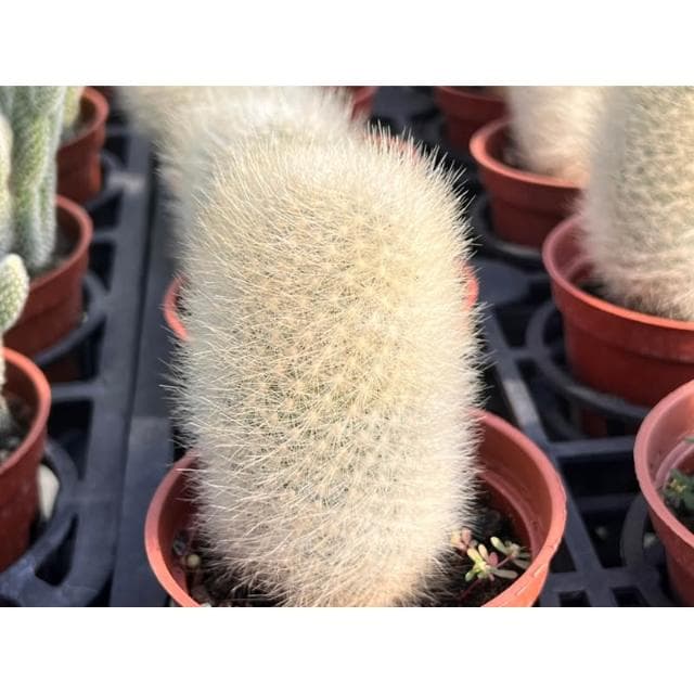 三寸盆 白象丸 仙人掌植物 現貨
