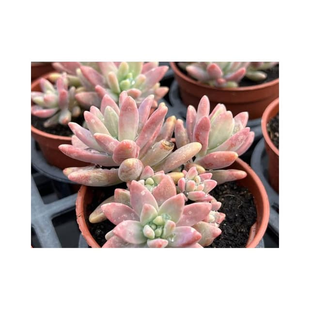 🌸櫻花粉秋麗 三寸盆 多肉植物 現貨