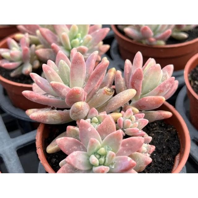 🌸櫻花粉秋麗 三寸盆 多肉植物 現貨
