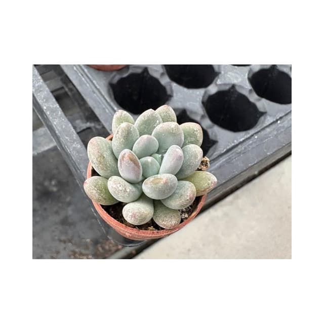 一寸盆 立田 多肉植物 現貨