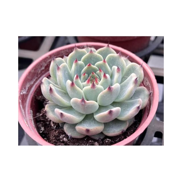 三寸盆 野玫瑰之精交種 多肉植物 現貨