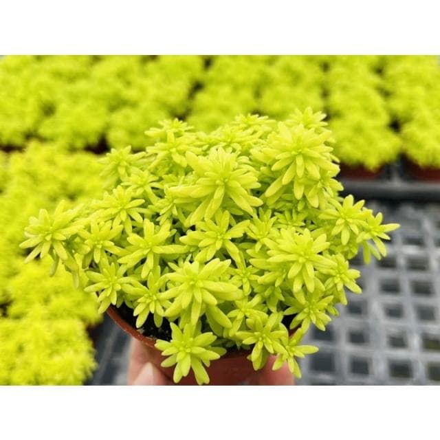 三寸盆 黃金萬年草景天 多肉植物 現貨