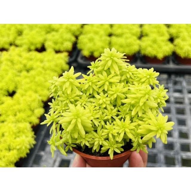 三寸盆 黃金萬年草景天 多肉植物 現貨