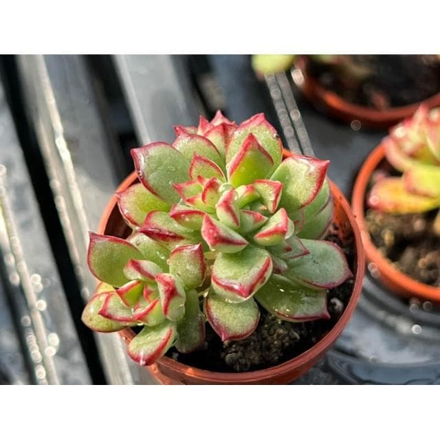 一吋盆 森之妖精 多肉植物 現貨