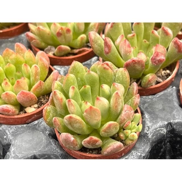 一寸盆 紅寶寶 多肉植物 現貨