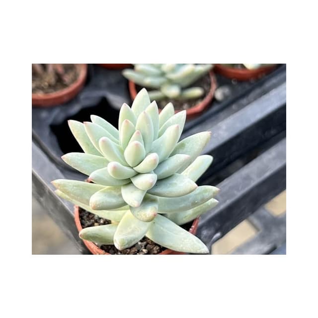 一寸盆 樹冰 多肉植物 現貨