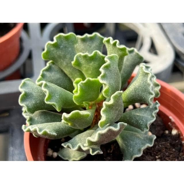 三寸盆 水餃天章 多肉植物 現貨