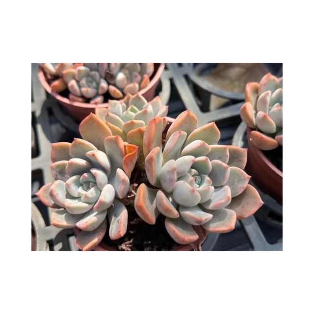 三寸盆 粉紅佳人 多肉植物 現貨