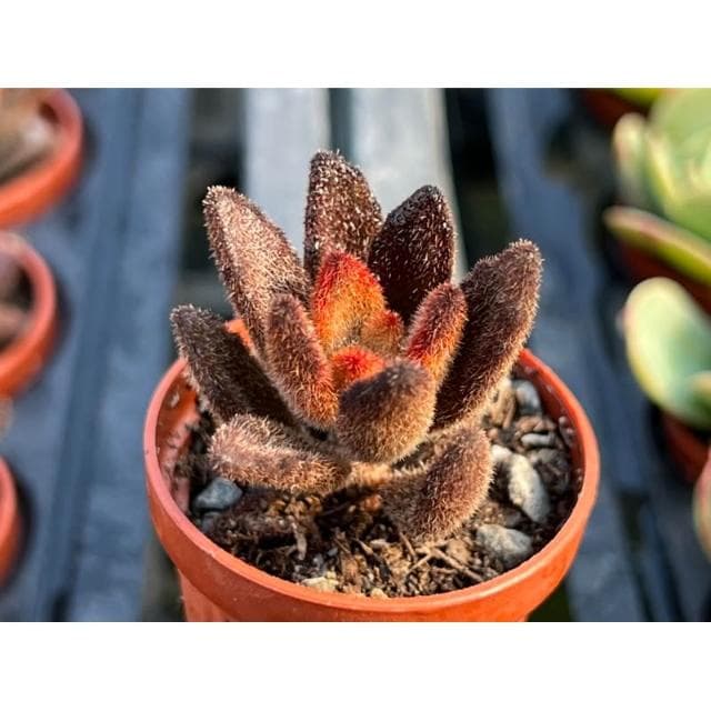 一寸盆 悟空兔 多肉植物 現貨