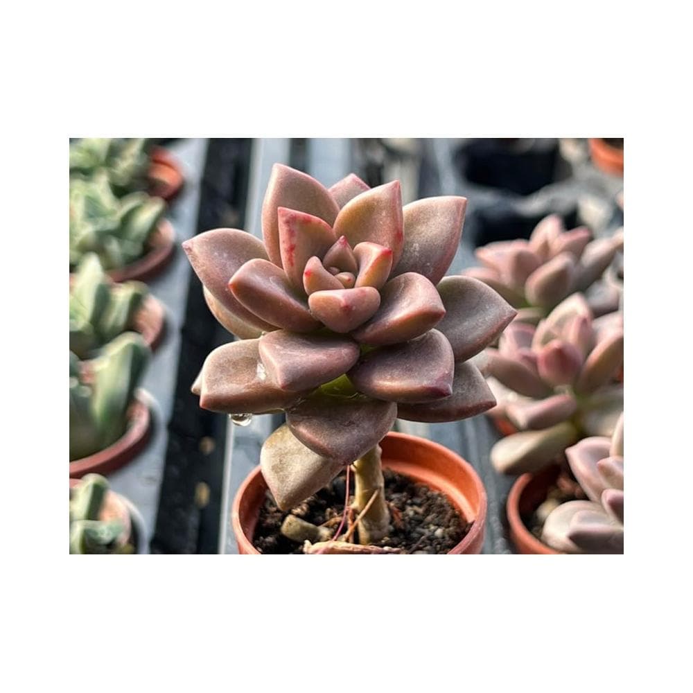 一寸盆 姬朧月（小老欉) 多肉植物 現貨