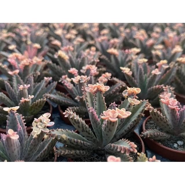 一吋盆 粉蝶 多肉植物 現貨
