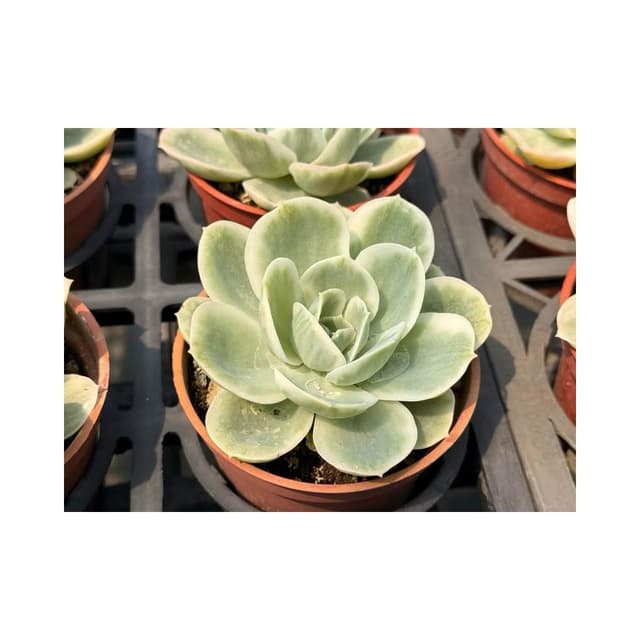 檸檬玫瑰 三寸盆 多肉植物 現貨