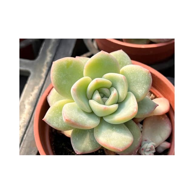 三吋盆 香水 多肉植物 現貨