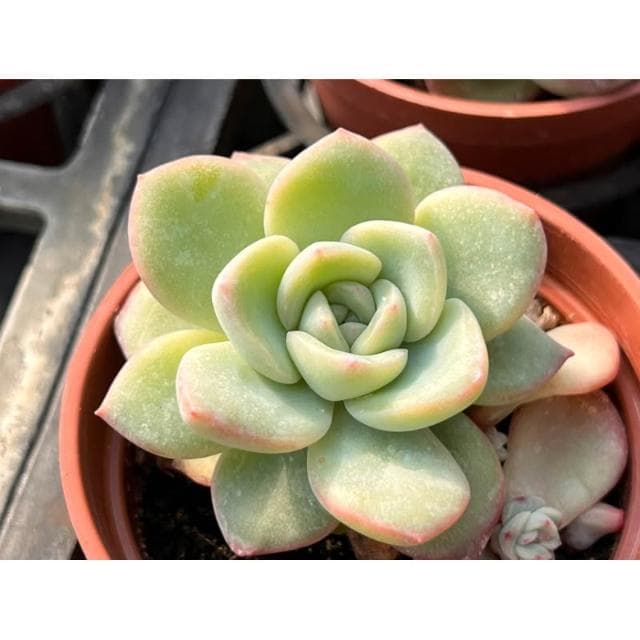 三吋盆 香水 多肉植物 現貨