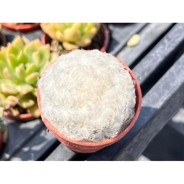 一寸盆 白星  仙人掌 多肉植物 現貨