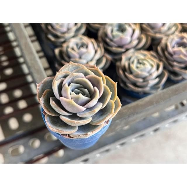 一寸盆 藍色驚喜 多肉植物 現貨