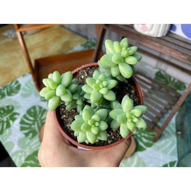 三寸盆 新玉墜 多肉植物 現貨