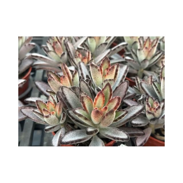 三寸盆 野兔 多肉植物 現貨
