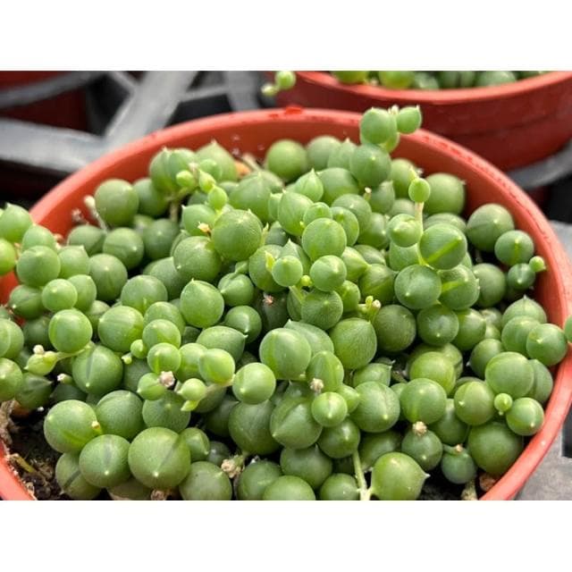 三寸盆 綠之鈴 佛珠 多肉植物 現貨