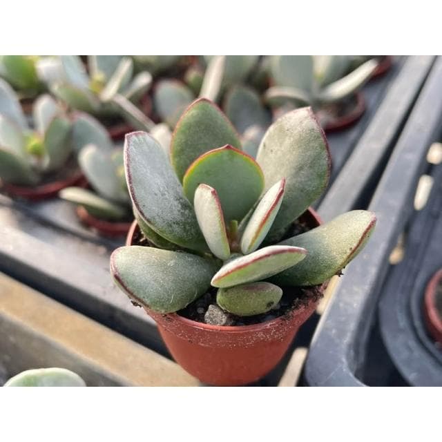 一寸盆 達摩/嫁入娘 福娘 多肉植物 現貨