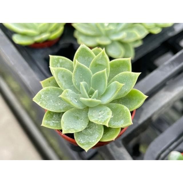 一寸盆 三色堇 多肉植物 現貨