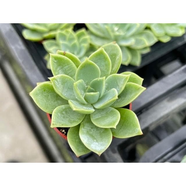 一寸盆 三色堇 多肉植物 現貨