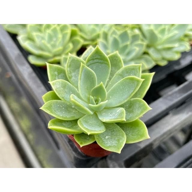 一寸盆 三色堇 多肉植物 現貨