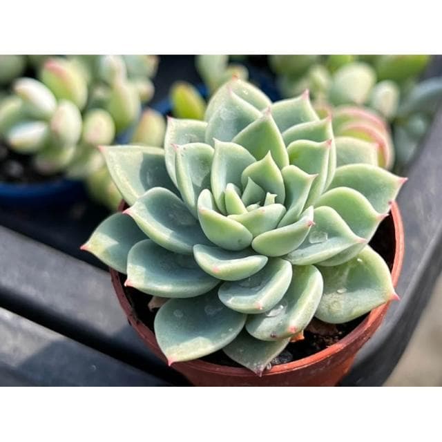 一寸盆 三色堇 多肉植物 現貨